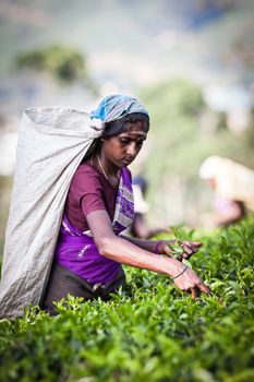 MASKELIYA, SRI LANKA - JANUARY 4 : Female tea picker in tea plantation in Maskeliya, January 4, 2015. Directly and indirectly, over one million Sri Lankans are employed in the tea industry.