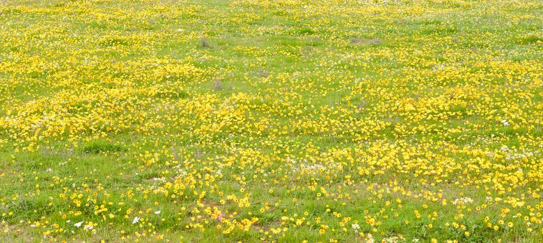 Panorama of yellow daisies at Matjiesfontein farm near Nieuwoudtville in the Northern Cape Province of South Africa