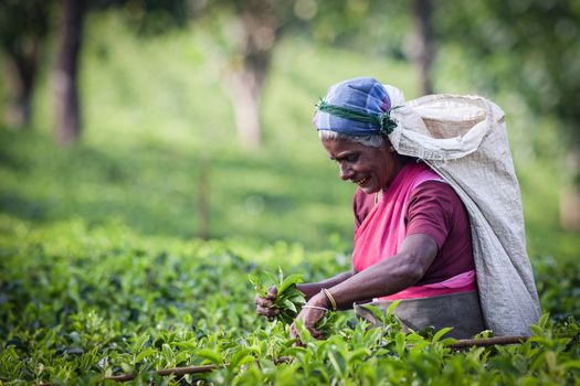 MASKELIYA, SRI LANKA - JANUARY 4 : Female tea picker in tea plantation in Maskeliya, January 4, 2015. Directly and indirectly, over one million Sri Lankans are employed in the tea industry.