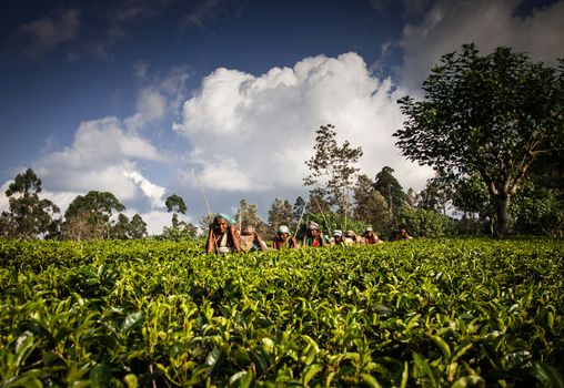 MASKELIYA, SRI LANKA - JANUARY 4 : Female tea picker in tea plantation in Maskeliya, January 4, 2015. Directly and indirectly, over one million Sri Lankans are employed in the tea industry.