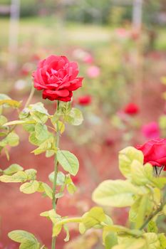 sweet red rose, vintage