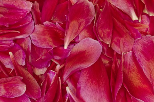 Background of the red peony flower petals