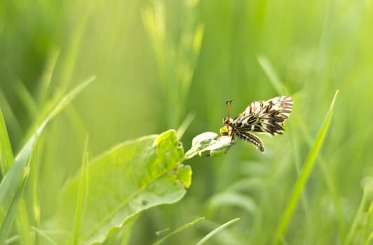 Beautiful butterfly (Zerynthia polyxena) with green grass –nature background