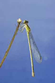 Dragonfly resting on a branch against a blue background