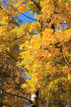 Autumn. Seasonal background. Tree with yellow leaves against blue sky