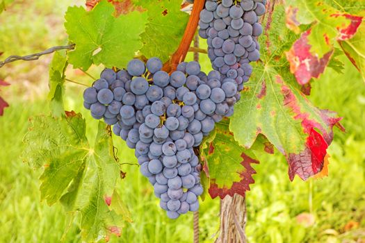 Vine with ripe grapes in vineyard before harvest