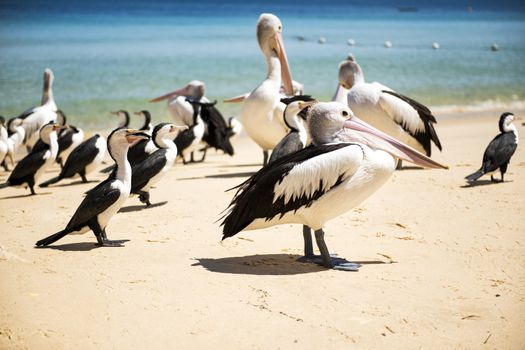 Pelicans and other birds resting on the beach during the day at Tangalooma Island in Queensland on the west side of Moreton Island.