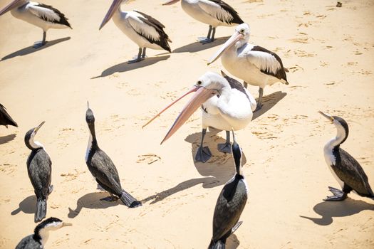 Pelicans and other birds resting on the beach during the day at Tangalooma Island in Queensland on the west side of Moreton Island.