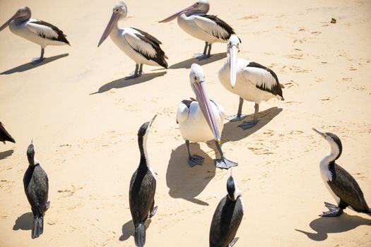 Pelicans and other birds resting on the beach during the day at Tangalooma Island in Queensland on the west side of Moreton Island.