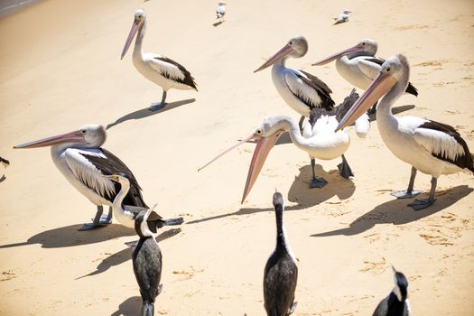 Pelicans and other birds resting on the beach during the day at Tangalooma Island in Queensland on the west side of Moreton Island.