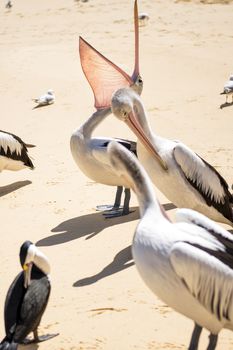 Pelicans and other birds resting on the beach during the day at Tangalooma Island in Queensland on the west side of Moreton Island.