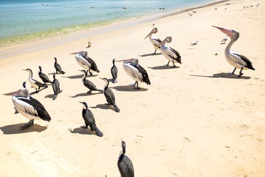 Pelicans and other birds resting on the beach during the day at Tangalooma Island in Queensland on the west side of Moreton Island.