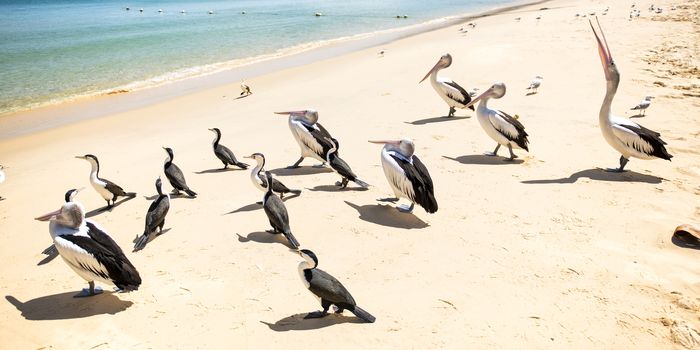 Pelicans and other birds resting on the beach during the day at Tangalooma Island in Queensland on the west side of Moreton Island.