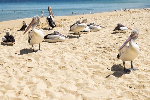 Pelicans and other birds resting on the beach during the day at Tangalooma Island in Queensland on the west side of Moreton Island.