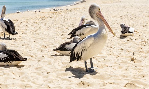 Pelicans and other birds resting on the beach during the day at Tangalooma Island in Queensland on the west side of Moreton Island.