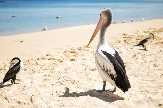 Pelicans and other birds resting on the beach during the day at Tangalooma Island in Queensland on the west side of Moreton Island.