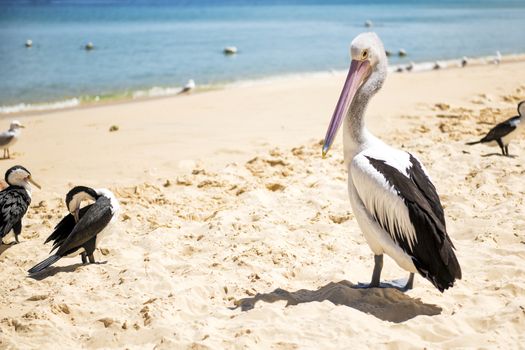 Pelicans and other birds resting on the beach during the day at Tangalooma Island in Queensland on the west side of Moreton Island.