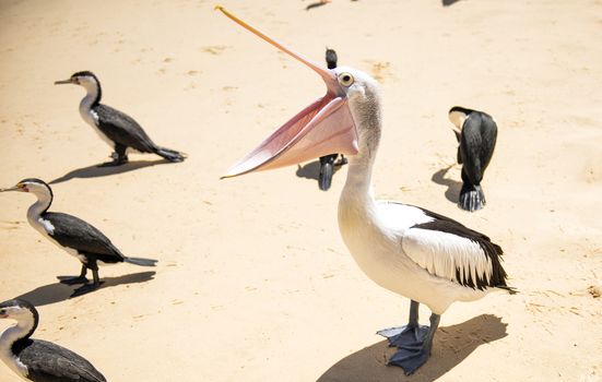 Pelicans and other birds resting on the beach during the day at Tangalooma Island in Queensland on the west side of Moreton Island.