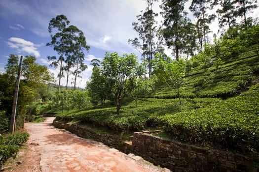 Tea plantation landscape in Sri Lanka