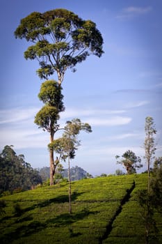 Tea plantation landscape in Sri Lanka