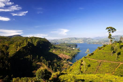 Tea plantation landscape in Sri Lanka