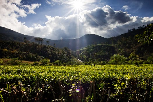 Tea plantation landscape in Sri Lanka