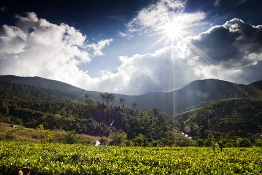 Tea plantation landscape in Sri Lanka