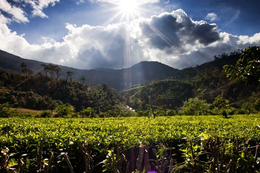 Tea plantation landscape in Sri Lanka