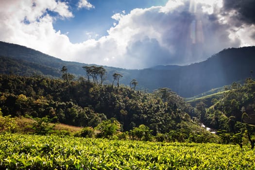 Tea plantation landscape in Sri Lanka