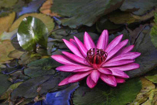 Pink lotus blossoms or water lily flowers blooming on pond