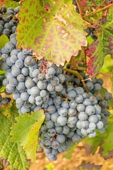 Vine with ripe grapes in vineyard before harvest