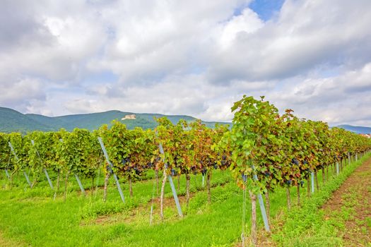 rows of grapes with castle Hambacher Schloss in the background