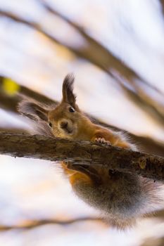 The photograph shows a squirrel on the tree