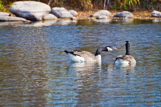 Canadian Goose becomes upset and makes his feelings known by honking at his companion.