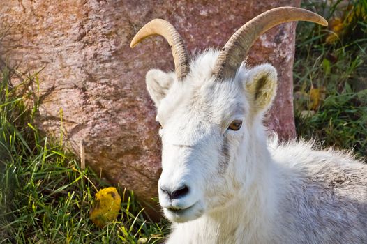 Mountain Goat looking forward while resting on grass amongst the rock boulders.