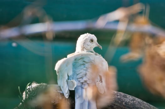 Ring-Necked Dove looks back towards the camera, while remaining perched on its branch.