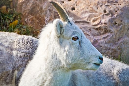 Mountain Goat hears a sound and looks left to see what it is.