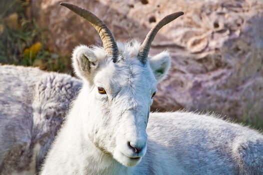 Mountain Goat resting and observing the world around it. Peaceful and relaxed.