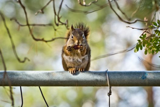 Squirrel eating an acorn in a blur of motion while perched on a nearby fence.