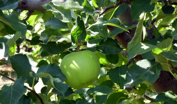 Picture of a Ripe apples in orchard