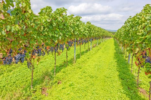 Red vine with ripe grapes in vineyard before harvest
