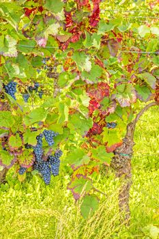 Vine with ripe grapes in vineyard before harvest