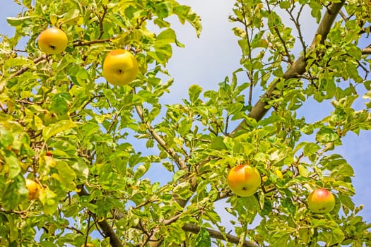 Apple tree - branches with red / yellow apples