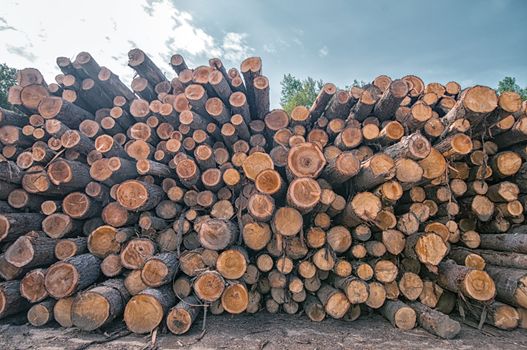 Pine logs stacked at lumber mill in Ontario, Canada