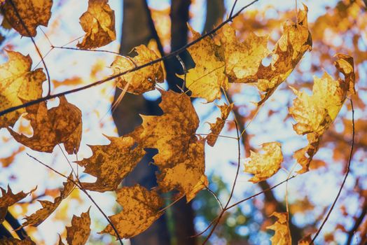 Beautiful autumn background with maple leaves forming a pattern against the sky.