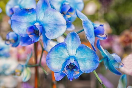 Close up of blue orchid flower stem in full blossom