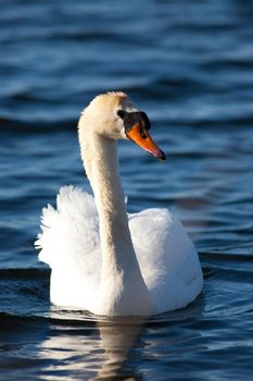 Beautiful swan swimming in Ontario lake