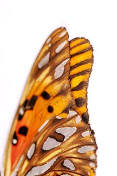 Close up of vanessa cardui, painted lady butterfly isolated over white background