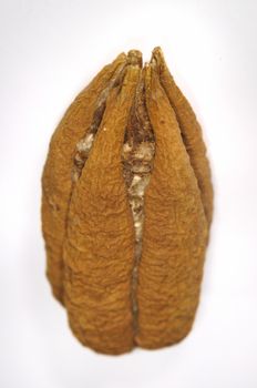 Detail of cuban ceiba tree seed isolated over white