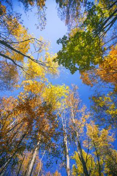 Late summer-fall view of sun shining through a canopy of tall trees with colorful autumn foliage. Low Angle View. Taken in Ontario, Canada.